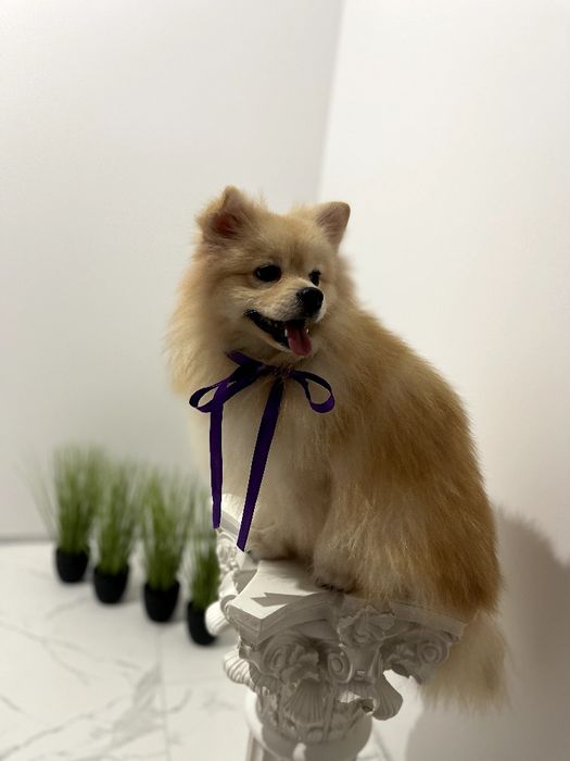 Померанські шпіци  ваш найкращий подарунок року