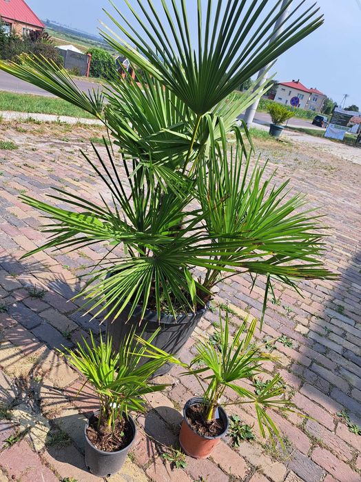 Palma Excelsa biczowa