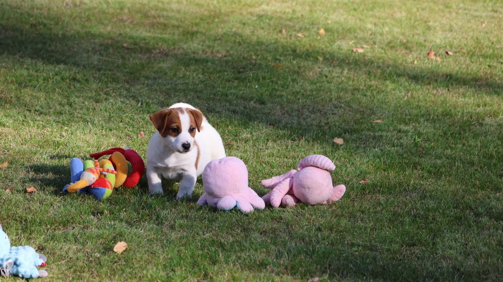 Jack Russell Terrier /ZKwP FCI- wzorcowa hodowla- PIESEK