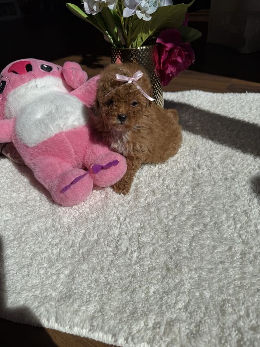 Маленькі карамельні цуценятка мальтипу