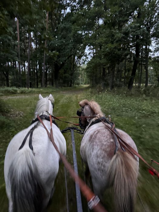 Przejażdżki bryczką kucykami. Konie. Bryczka kuce kucyki