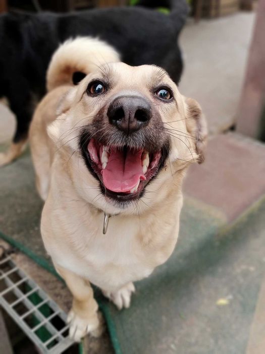 Sid poleca się do adopcji.