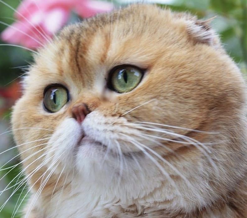 Супер хлопчики! Висловушки золото!!!