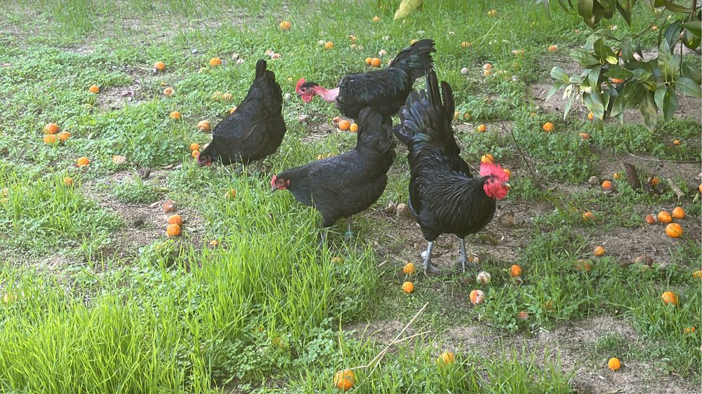 Disponíveis Ovos para incubação – Galinha Preta Lusitana