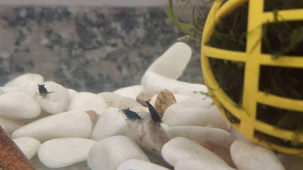 Camarões Neocaridinas blue - 12 unidades por 20€