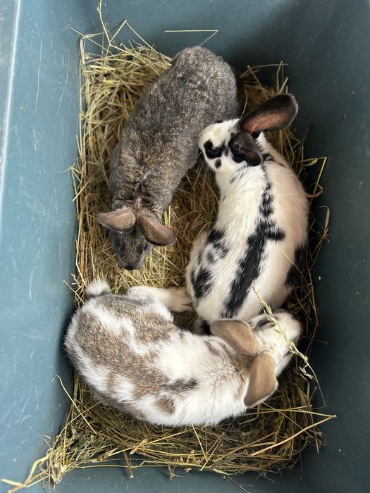 Кролі ,2 місячні по штучно