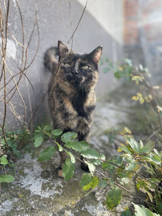 Кошечка в добрые руки