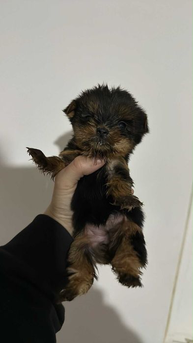 Yorkshire Terrier Miniatura Macho