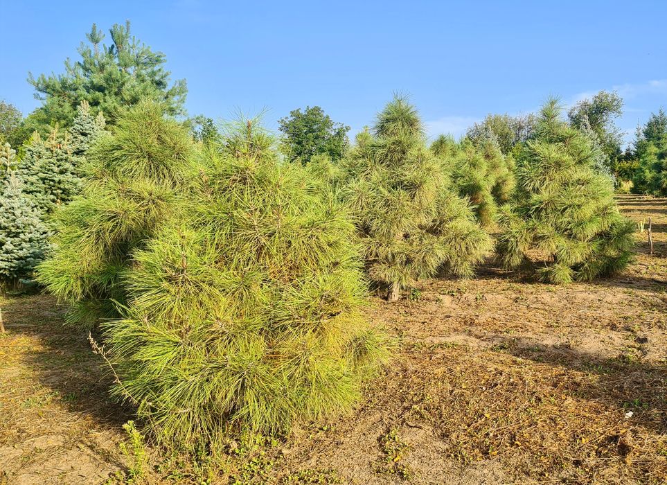 Сосна Жовта (Pinus Ponderosa)