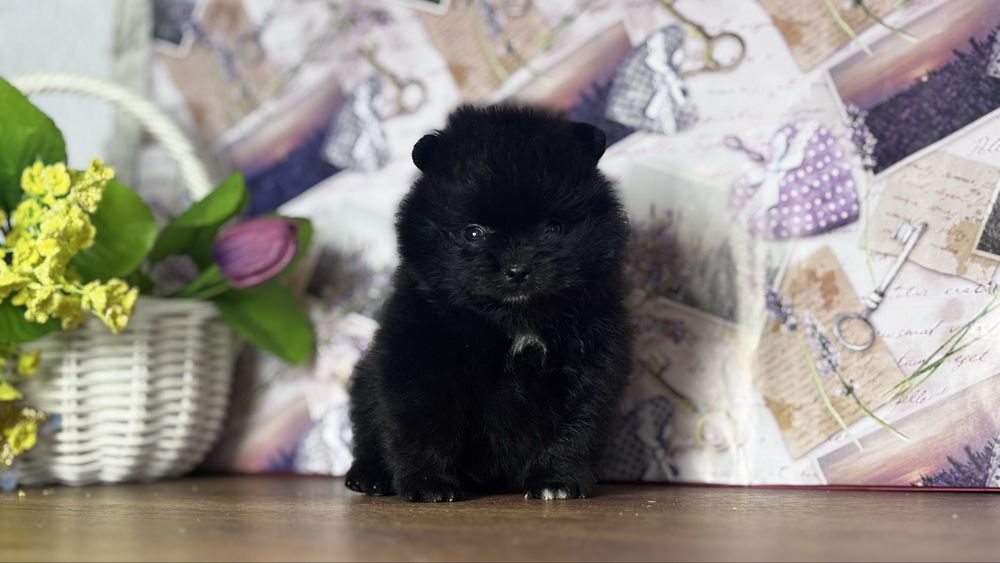 хлопчик шоу класу ти ведмедик