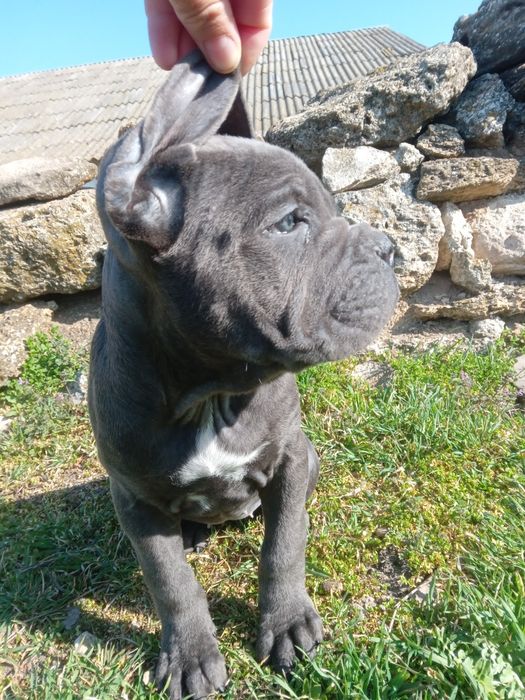 Девочки кане корсо