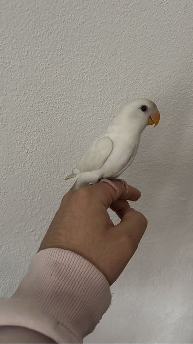 Agapornis roseicolis domesticados varias cores