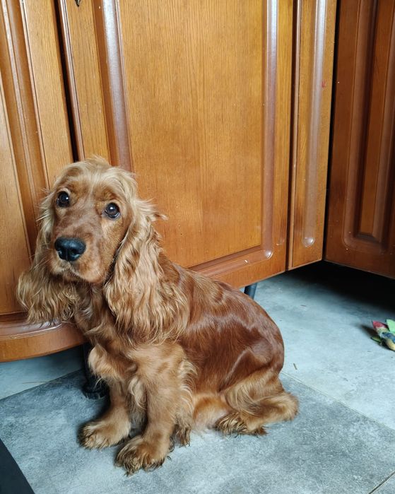 Cockapoo Suczka GAJA