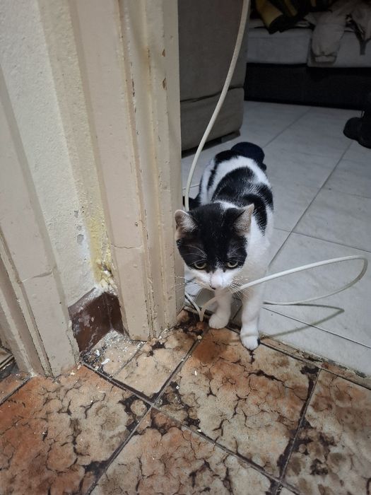 Gata para dar muito mesquinha  esperta