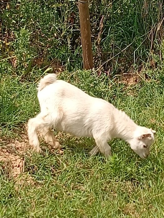 Cabra anã macho 2, 5 meses branco