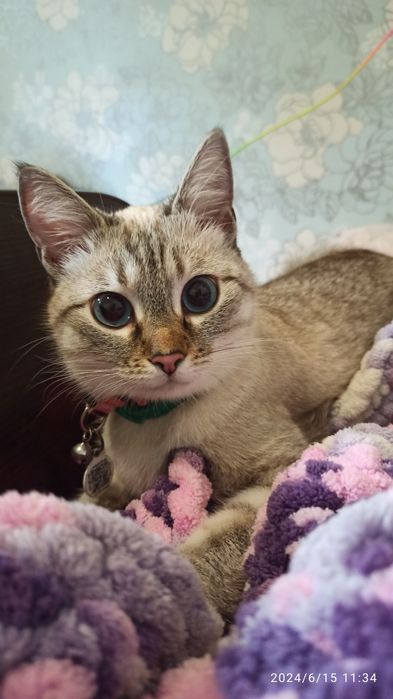 Передержка животных