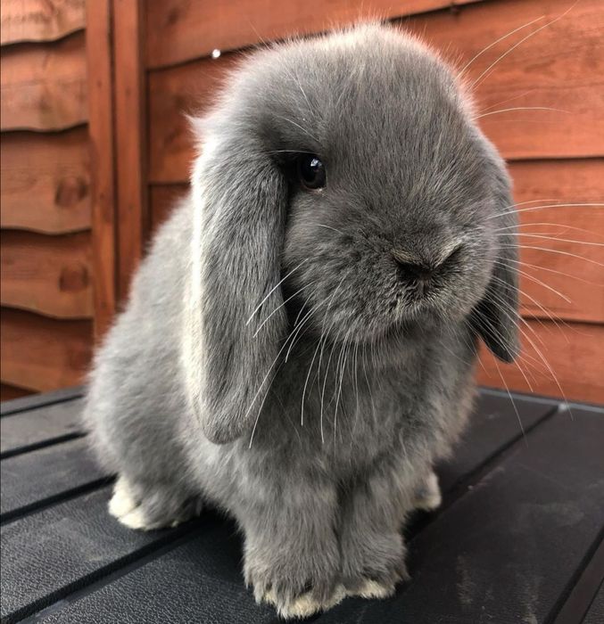 KIT Coelhos anões orelhudos, mini lop super inteligentes e dóceis