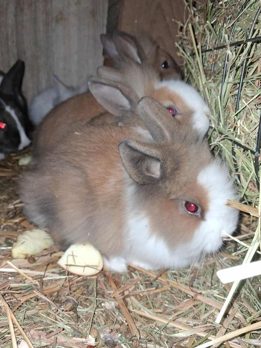 Króliki miniaturki ( karzełki)