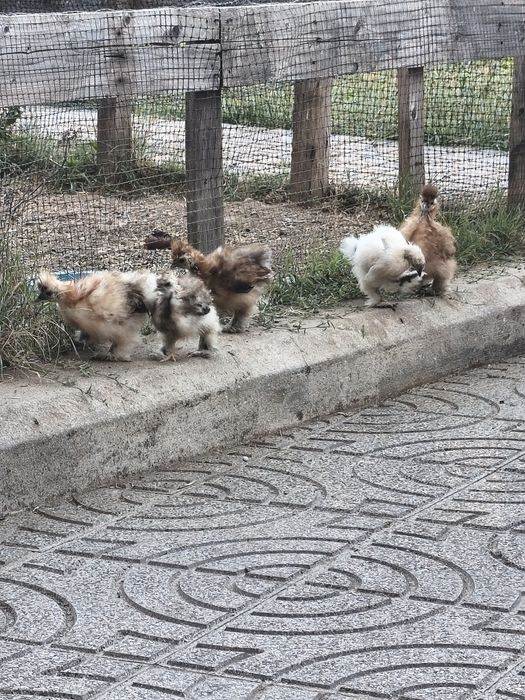 5 pintainhos sedosas