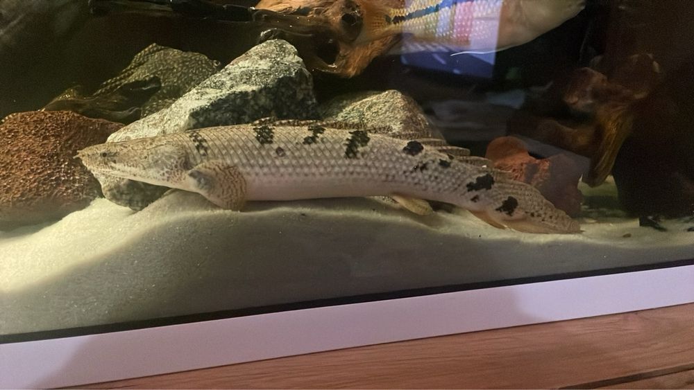 Полиптерус дельгизи больше 25 см