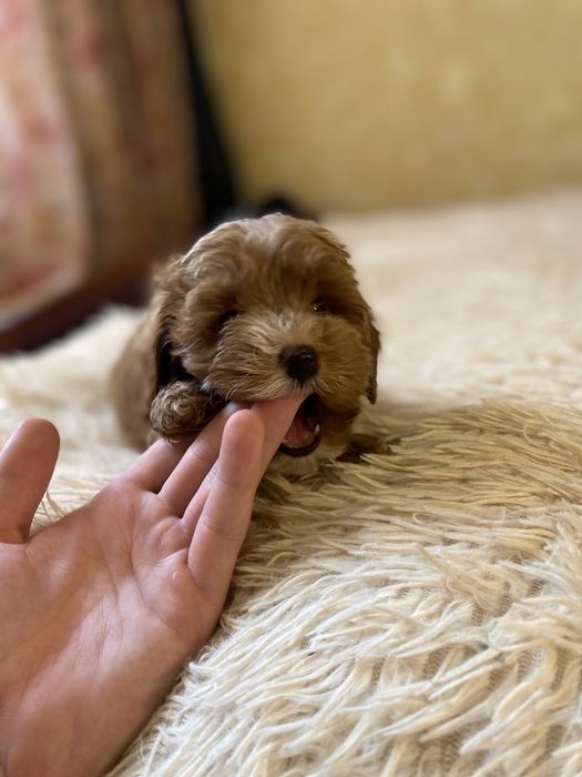 Мальтипу мини