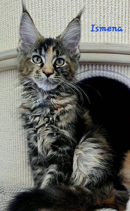 Kotka Maine Coon