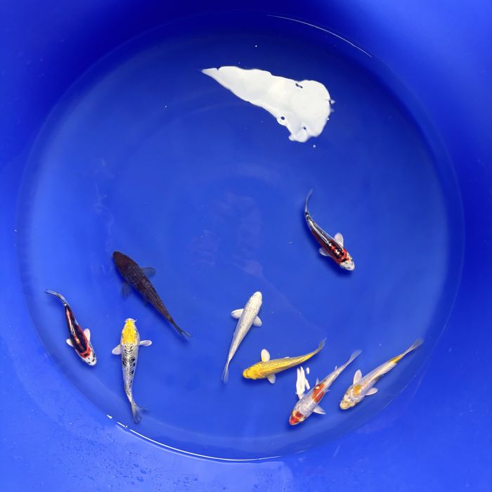 Japońskie karpie koi - WYSYŁKA Zgierz - luty