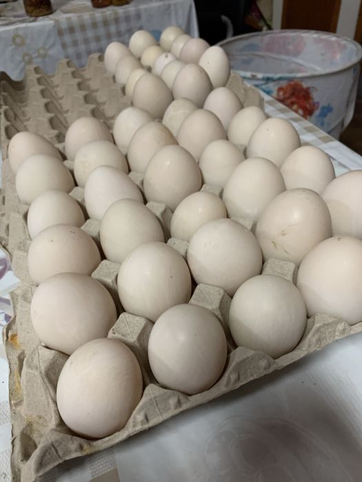 Ovos de pata caseiros 4.00 a dúzia