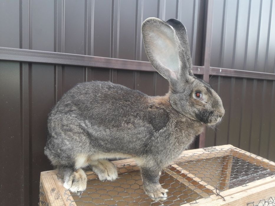 Кролі фландр різен