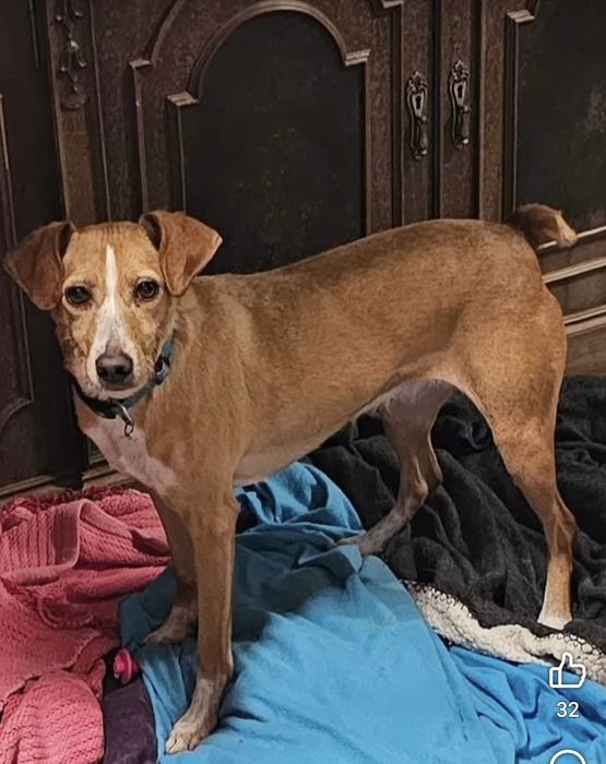 Cadelinha 4 anos para adopção