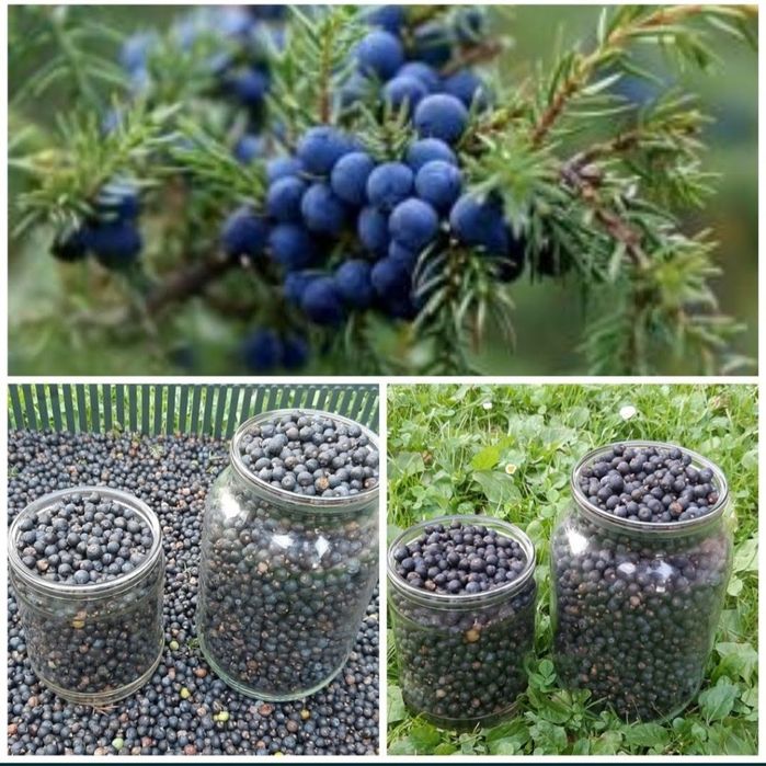 Ягоди можевельника ялівець Карпатський  1 кг.