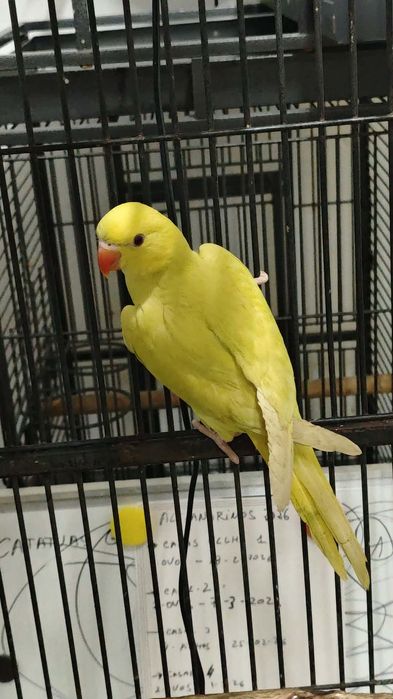 Ring necks bebés