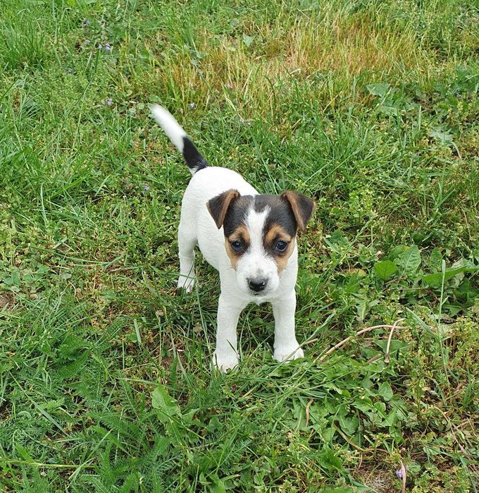 Jack russell terrier