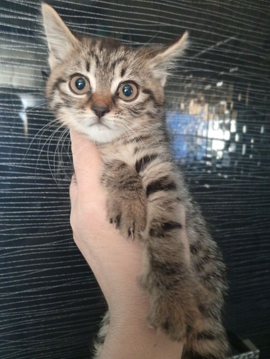 Котенок Скоттиш страйт+Бенгальская