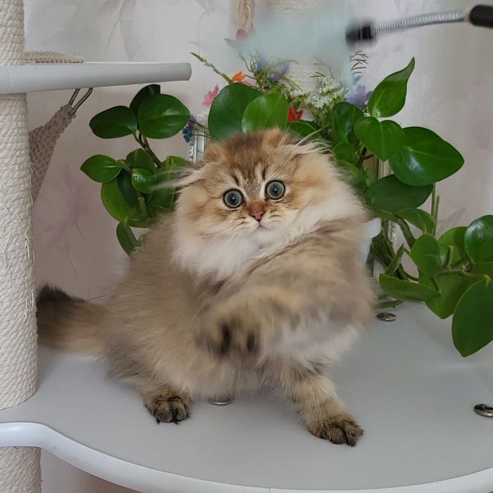 Розпродажа!Золотые   котята.