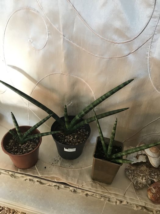 Sansewieria cylindrica tzw „palczasta”