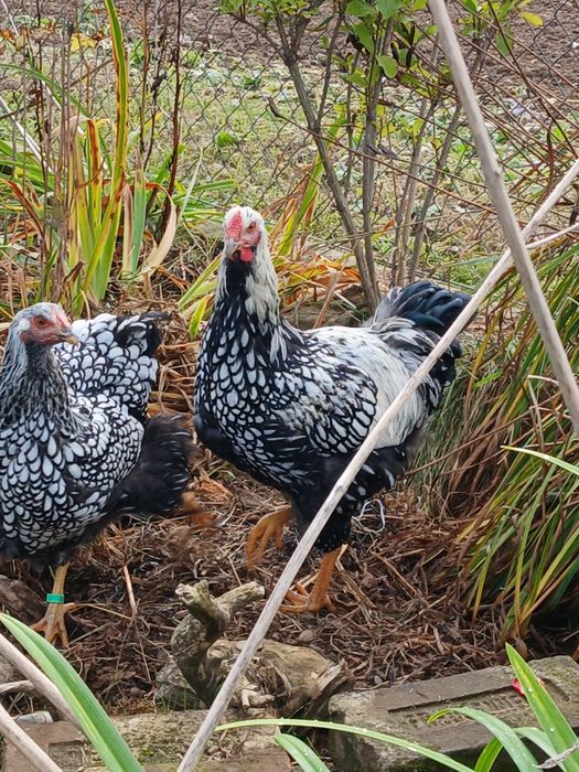 Koguty ozdobne, wayndotte, brahma Isabell