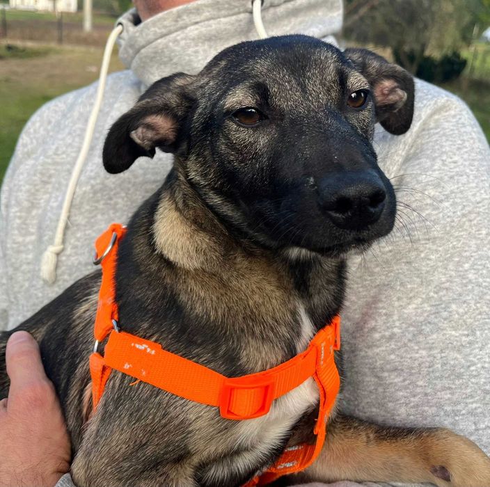 Urocza suczka Capri do adopcji