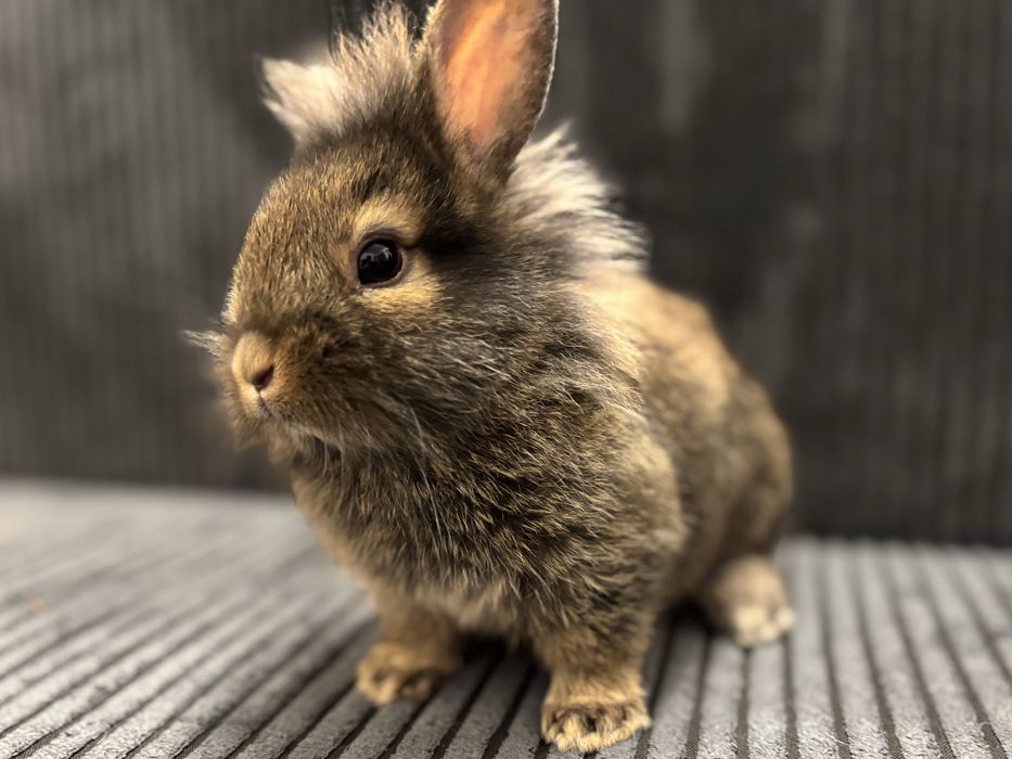 Królik • Lew miniaturowy • Samiec Cynamon • Hodowla domowa