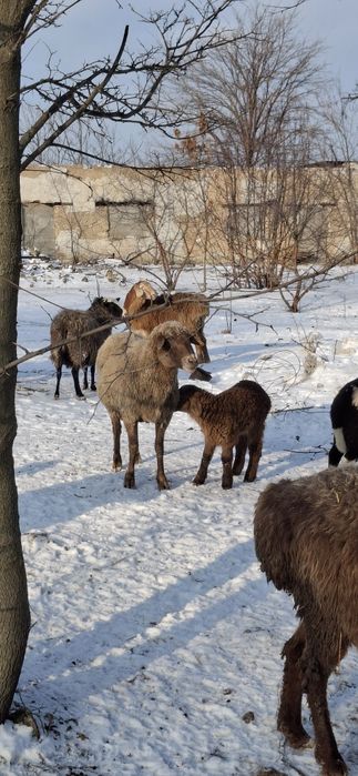 Продажа овець гісарів