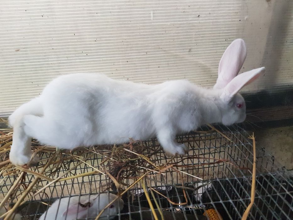 Продам Кролики самці та самки