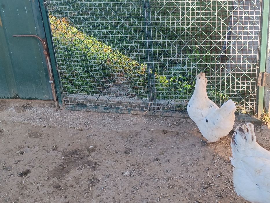 Garnizo  para venda