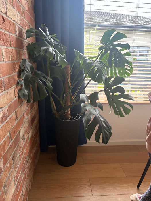Duza monstera  pieknie rozwinieta