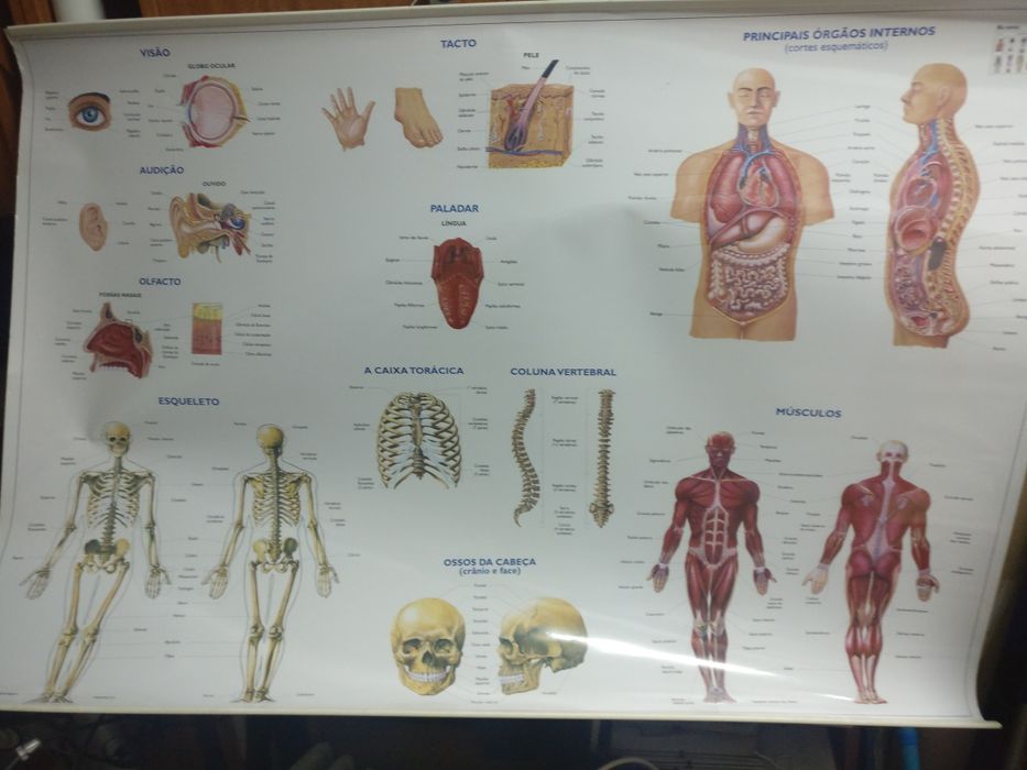 Tela de demonstração corpo humano