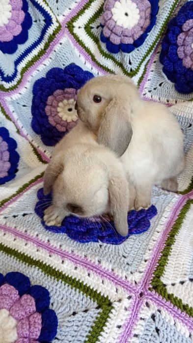 Karzełek Baranek Syjamski Mini Lop