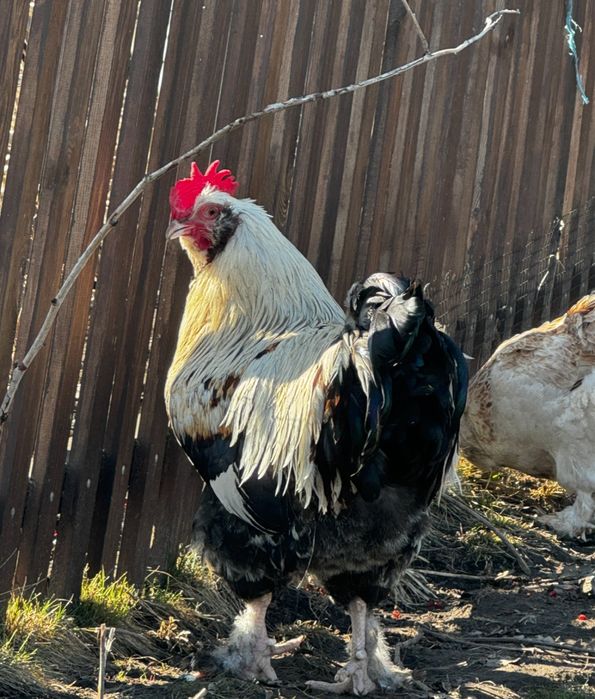 Фавероль інкубаційне яйце