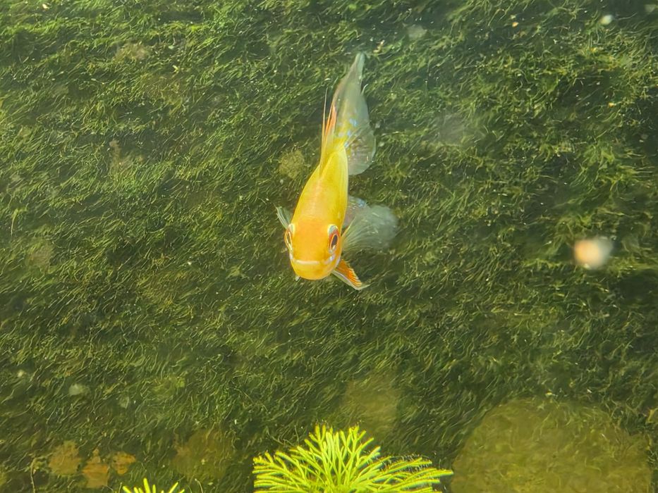 Ramirezi Gold (Mikrogeophagus Ramirezi)