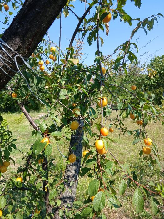 Продам дачу на правом берегу