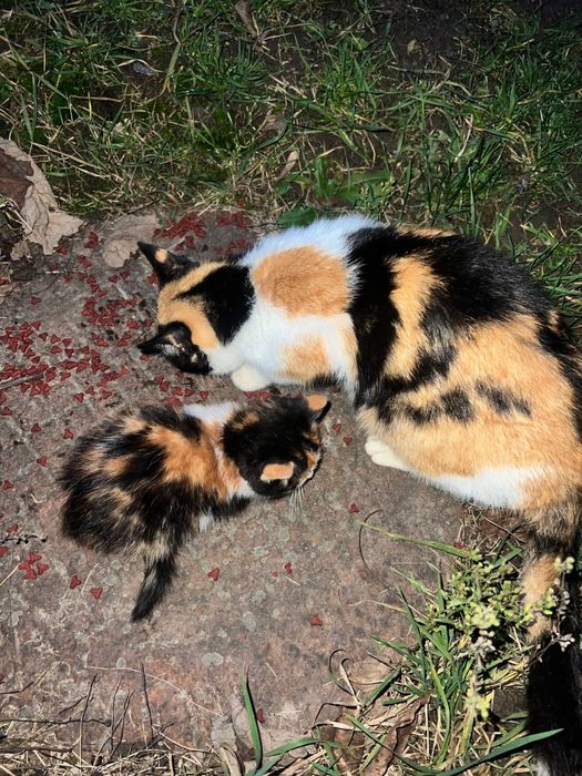 котенята вуличні