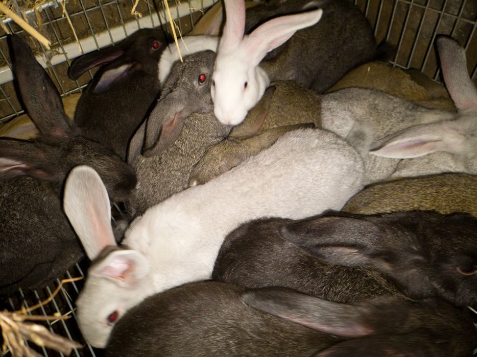 Coelhos caseiros